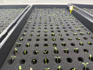 옴마님의 기타작물 · 영농일지 작성글 사진