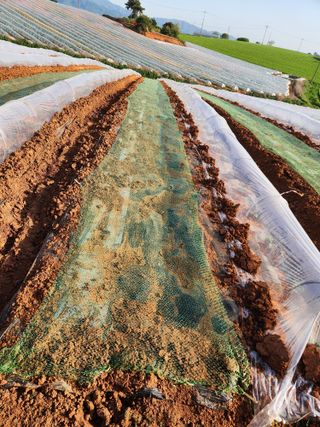 김저팔계님의 기타작물 · 영농일지 작성글 사진