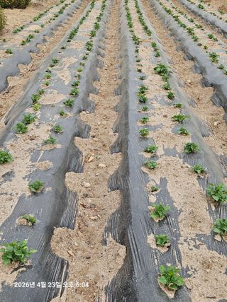 김병효님의 기타작물 · 영농일지 작성글 사진