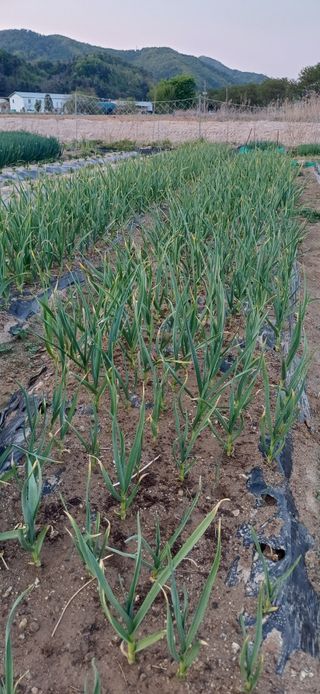 남궁봉님의 기타작물 · 영농일지 작성글 사진