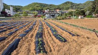 신안광열님의 고구마 · 영농일지 작성글 사진