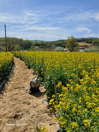 귤21628님의 배추 · 영농일지 작성글 사진