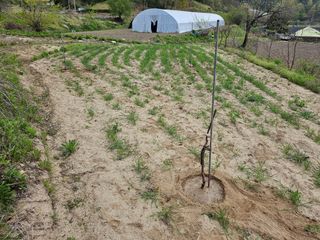 정우진님의 감 · 영농일지 작성글 사진