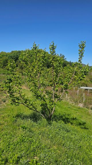 장정규님의 복숭아 · 영농일지 작성글 사진