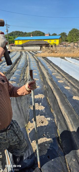 조준제님의 기타작물 · 영농일지 작성글 사진