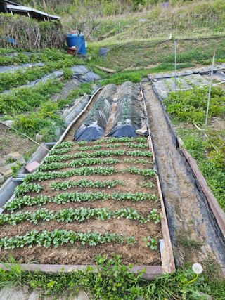 이명희님의 기타작물 · 영농일지 작성글 사진