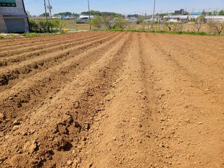 로만아빠님의 감자 · 영농일지 작성글 사진