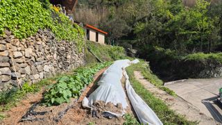 촌사리(김정대)님의 호박 · 영농일지 작성글 사진