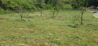 김영진님의 감 · 영농일지 작성글 사진