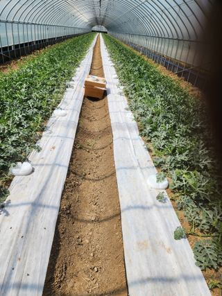 김저팔계님의 기타작물 · 영농일지 작성글 사진