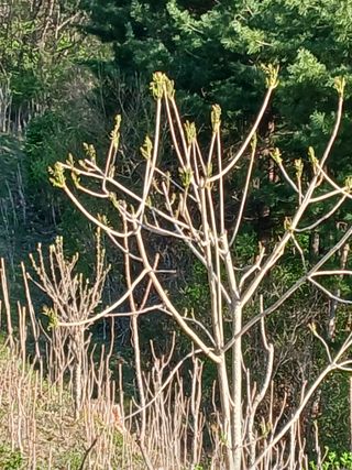 인생은 소풍처럼~님의 기타작물 · 영농일지 작성글 사진