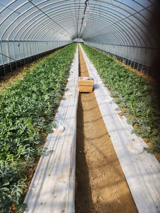 김저팔계님의 기타작물 · 영농일지 작성글 사진