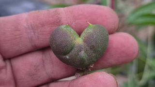 최근만님의 복숭아 · 영농일지 작성글 사진