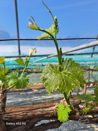 조연만님의 콩 · 영농일지 작성글 사진