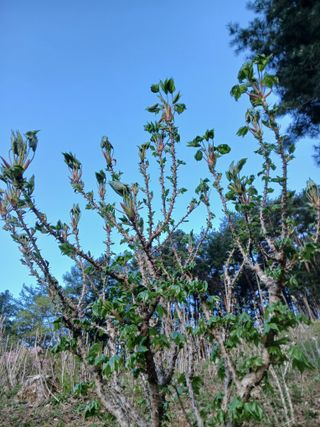 인생은 소풍처럼~님의 기타작물 · 영농일지 작성글 사진