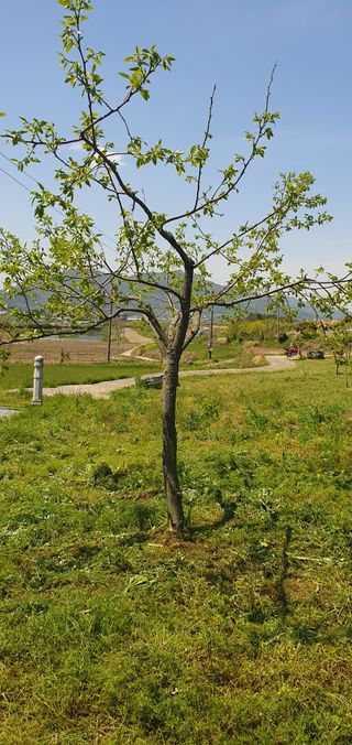김영진님의 감 · 영농일지 작성글 사진
