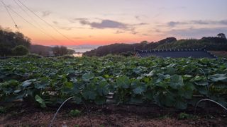 촌사리(김정대)님의 호박 · 영농일지 작성글 사진