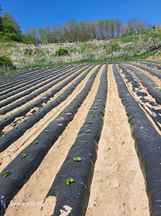 조연만님의 콩 · 영농일지 작성글 사진