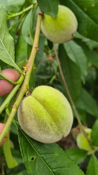 최근만님의 복숭아 · 영농일지 작성글 사진