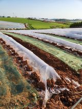 김저팔계님의 작성글 사진