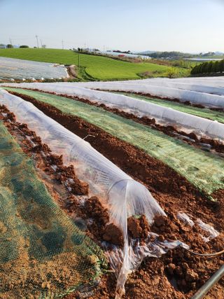 김저팔계님의 기타작물 · 영농일지 작성글 사진