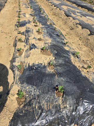 비타민님의 콩 · 영농일지 작성글 사진