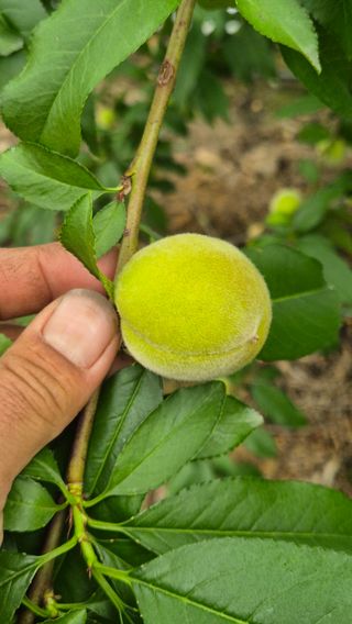 최근만님의 복숭아 · 영농일지 작성글 사진