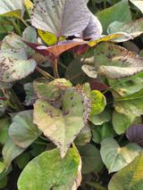 해바우님의 작성글 사진