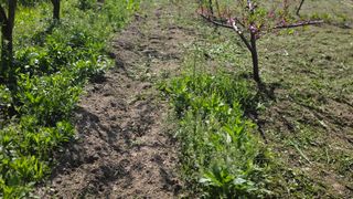 가야산도사님의 복숭아 · 영농일지 작성글 사진