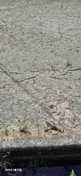 팜모닝 기타작물·영농일지 게시글 이미지