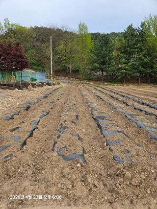 김병효님의 기타작물 · 영농일지 작성글 사진