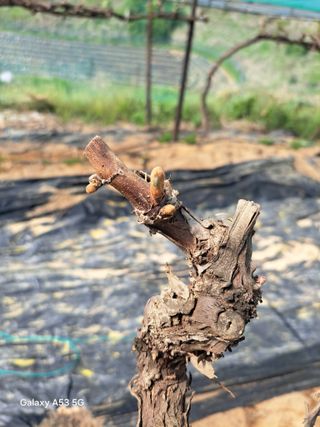 조연만님의 콩 · 영농일지 작성글 사진