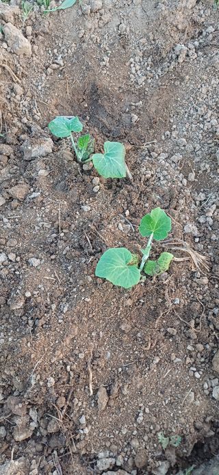 남궁봉님의 호박 · 영농일지 작성글 사진