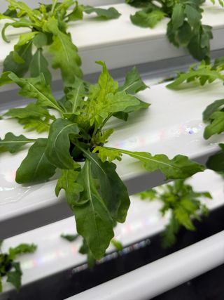 옴마님의 기타작물 · 영농일지 작성글 사진