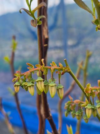 써니님의 기타작물 · 영농일지 작성글 사진