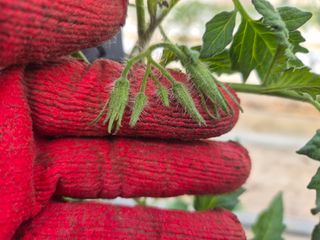 늘햇살팜 님의 기타작물 · 영농일지 작성글 사진