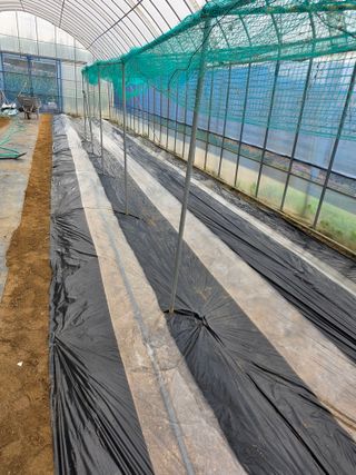 현모양처(양현모)님의 오이 · 영농일지 작성글 사진