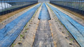 정태운님의 고추 · 영농일지 작성글 사진