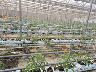 늘햇살팜 님의 기타작물 · 영농일지 작성글 사진