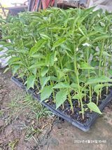 로즈마리님의 작성글 사진