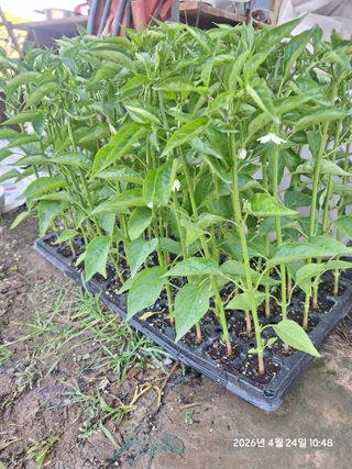 로즈마리님의 고추 · 영농일지 작성글 사진