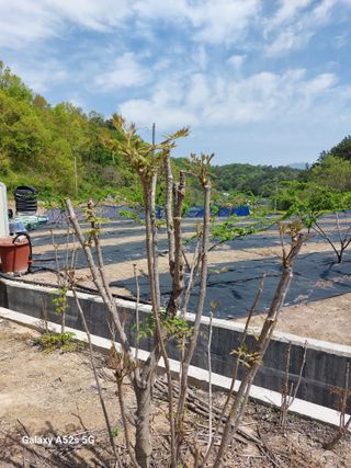 손길준님의 기타작물 · 영농일지 작성글 사진