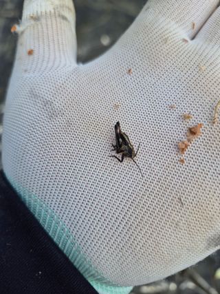 김용희님의 포도 · 영농일지 작성글 사진