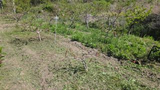 가야산도사님의 복숭아 · 영농일지 작성글 사진