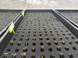 옴마님의 기타작물 · 영농일지 작성글 사진