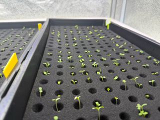 옴마님의 기타작물 · 영농일지 작성글 사진