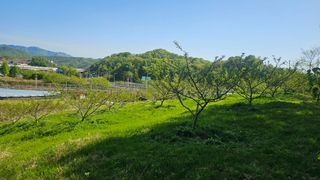 장정규님의 복숭아 · 영농일지 작성글 사진