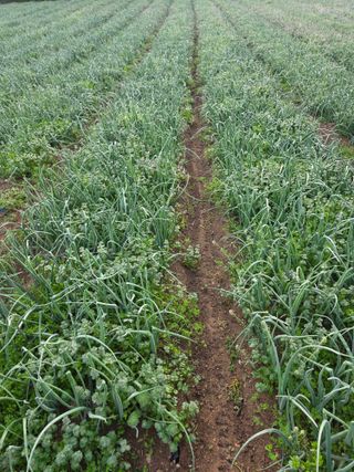 김성환님의 기타작물 · 영농일지 작성글 사진