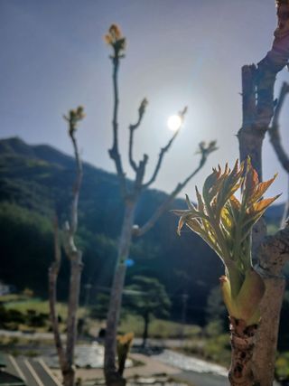 인생은 소풍처럼~님의 기타작물 · 영농일지 작성글 사진