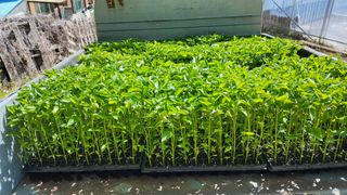 정태운님의 고추 · 영농일지 작성글 사진